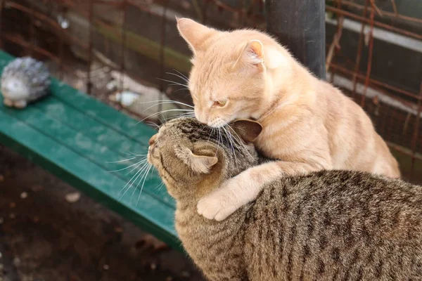 Katze Spielt Auf Der Straße — Stockfoto