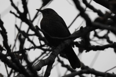 Siyah bir kuş ağaç dalında oturuyor.