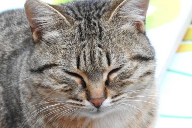 Kedi sokakta oynuyor.