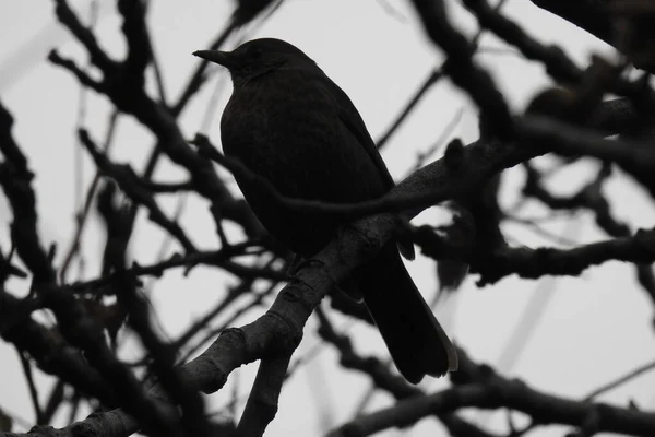Черная Птица Сидит Ветке Дерева — стоковое фото