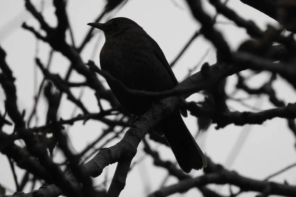 Uccello Nero Siede Ramo Albero — Foto Stock