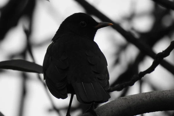 Pássaro Preto Senta Galho Árvore — Fotografia de Stock