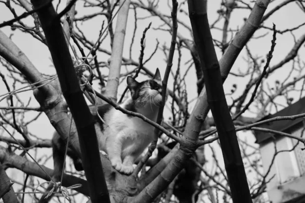 Kot Bawiący Się Ulicy — Zdjęcie stockowe