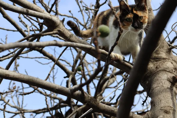 猫在街上玩耍 — 图库照片