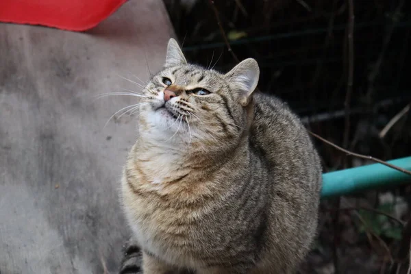 Katze Spielt Auf Der Straße — Stockfoto