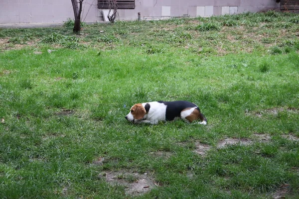 Beagle Dog Grass — Stock Photo, Image