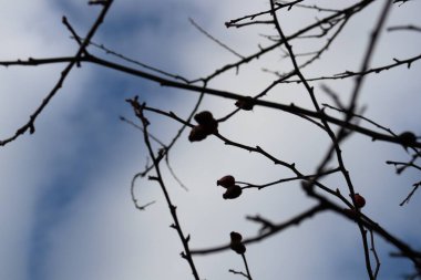 Ağaç dalları gökyüzüne karşı