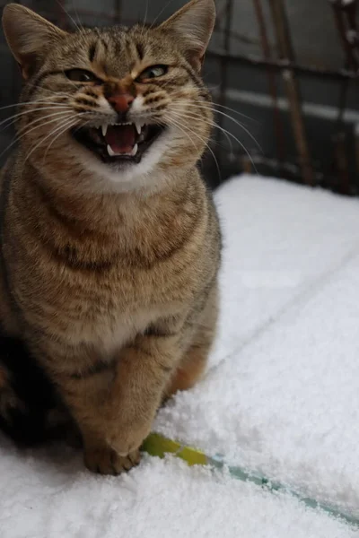 Kat Dier Huisdier Kitten Katachtig Schattig Huiselijk Ogen Portret Bont — Stockfoto