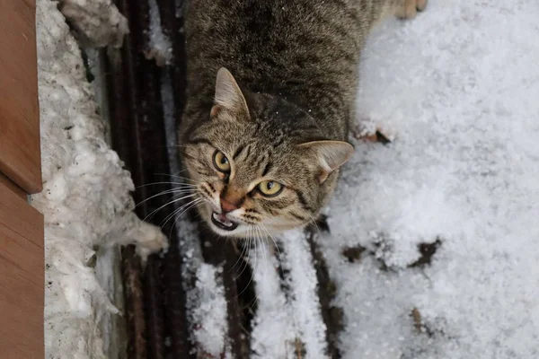 Katze Tier Haustier Kätzchen Katze Niedlich Häuslich Augen Porträt Fell — Stockfoto