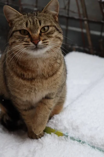 고양이 고양이 고양이 귀엽고 초상화 고양이 포유류 테이블 아름다운 — 스톡 사진