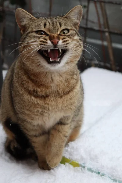 Kedi Hayvan Kedi Kedi Şirin Evcil Göz Portre Kürk Kedi — Stok fotoğraf