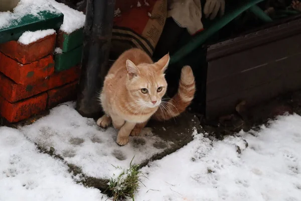 Katze Tier Haustier Kätzchen Katze Niedlich Häuslich Augen Porträt Fell — Stockfoto