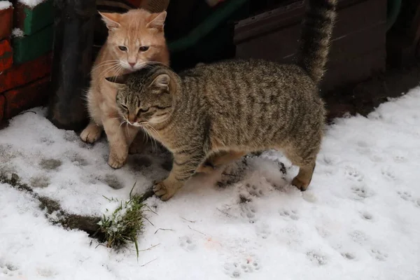 Кошка Животное Домашнее Животное Котенок Кошка Милый Домашний Глаза Портрет — стоковое фото