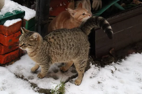 Katze Tier Haustier Kätzchen Katze Niedlich Häuslich Augen Porträt Fell — Stockfoto