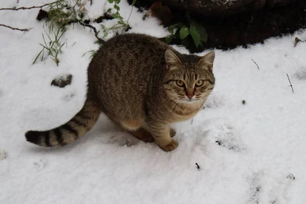 Katze Tier Haustier Kätzchen Katze Niedlich Häuslich Augen Porträt Fell — Stockfoto