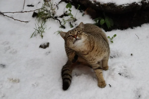 Katze Tier Haustier Kätzchen Katze Niedlich Häuslich Augen Porträt Fell — Stockfoto