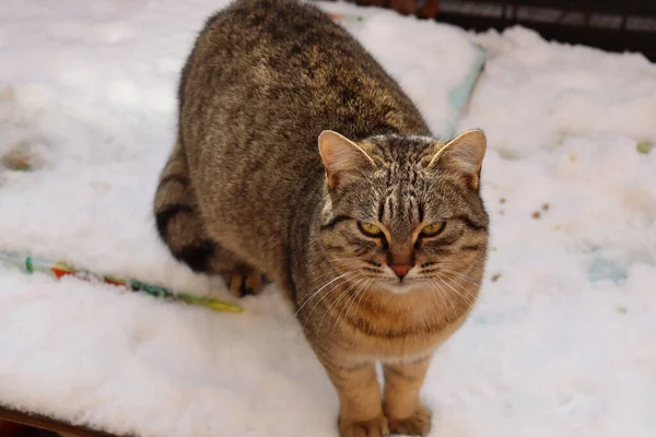 Katze Tier Haustier Kätzchen Katze Niedlich Häuslich Augen Porträt Fell — Stockfoto