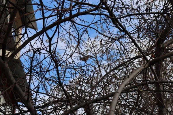 Гілки Дерев Небі — стокове фото