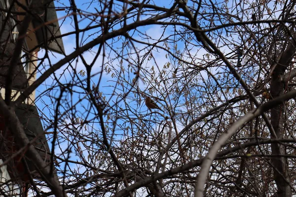 Ramas Árboles Contra Cielo —  Fotos de Stock