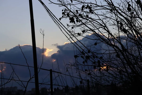 Ramos Árvores Contra Céu — Fotografia de Stock