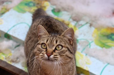 Kedi sokakta oynuyor.