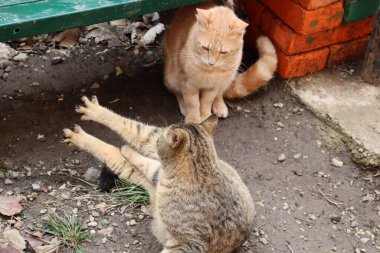 Kedi sokakta oynuyor.