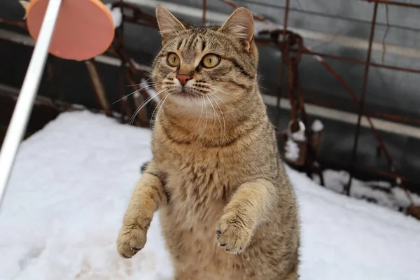 Cat Playing Street — Stock Photo, Image