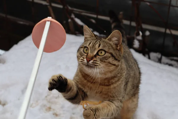 Kedi Sokakta Oynuyor — Stok fotoğraf