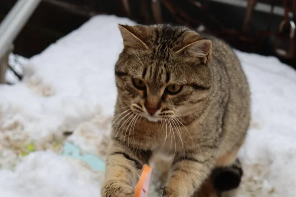 Katze Spielt Auf Der Straße — Stockfoto