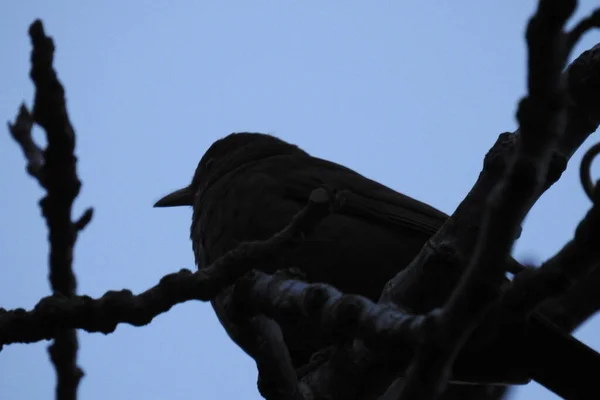 Amsel Auf Einem Ast — Stockfoto