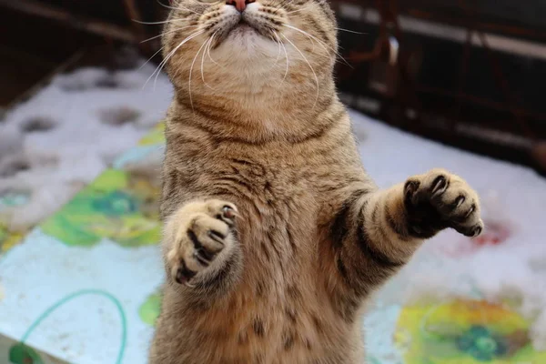 Katze Spielt Auf Der Straße — Stockfoto