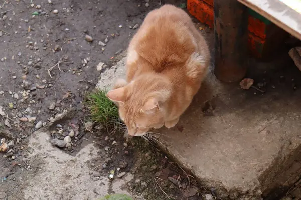 แมวเล นบนถนน — ภาพถ่ายสต็อก