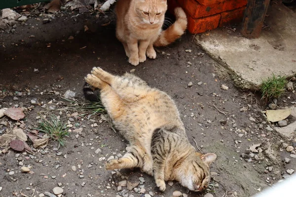 Katze Spielt Auf Der Straße — Stockfoto