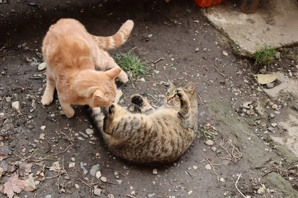 Dois Gatos Sentam No Complexo De Jogos Domésticos Foto de Stock - Imagem de  exercitador, gato: 198776526