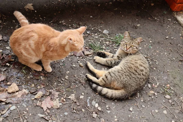 Katze Spielt Auf Der Straße — Stockfoto