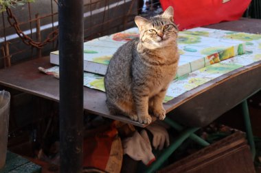 Bahçede oynayan iki kedi.