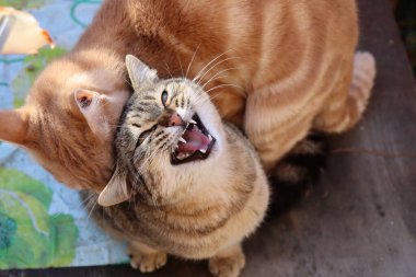 Bahçede oynayan iki kedi.