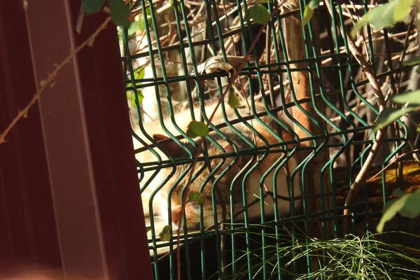 Die Katze Schläft Hinter Dem Zaun — Stockfoto