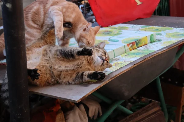 Dois Gatos Sentam No Complexo De Jogos Domésticos Foto de Stock - Imagem de  exercitador, gato: 198776526