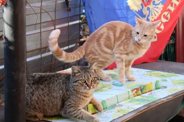 Dvě Kočky Hrají Zahradě — Stock fotografie