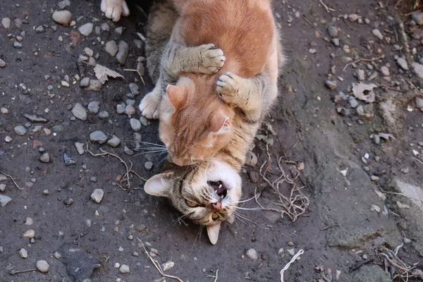 Zwei Katzen Spielen Garten — Stockfoto