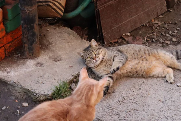 两只猫在花园里玩耍 — 图库照片