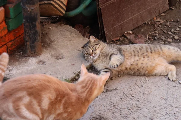 Dos Gatos Jugar Jardín —  Fotos de Stock