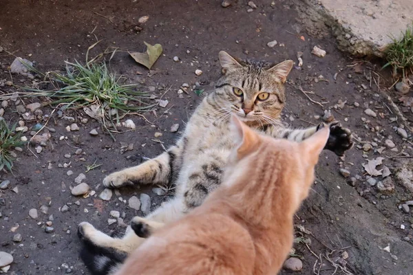 Dwa Koty Bawią Się Ogrodzie — Zdjęcie stockowe
