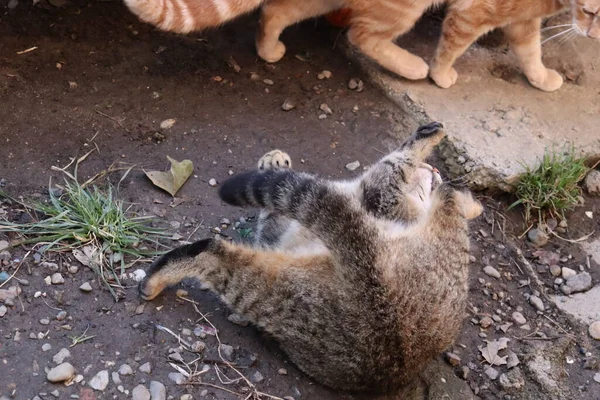 Twee Katten Spelen Tuin — Stockfoto