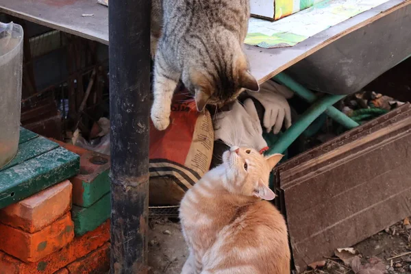 Dos Gatos Jugar Jardín —  Fotos de Stock