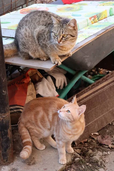 庭で2匹の猫が遊ぶ — ストック写真