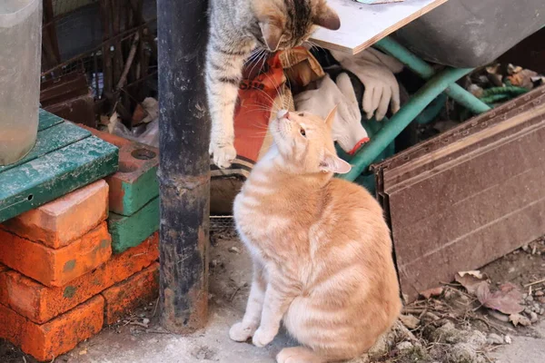 Dos Gatos Jugar Jardín —  Fotos de Stock