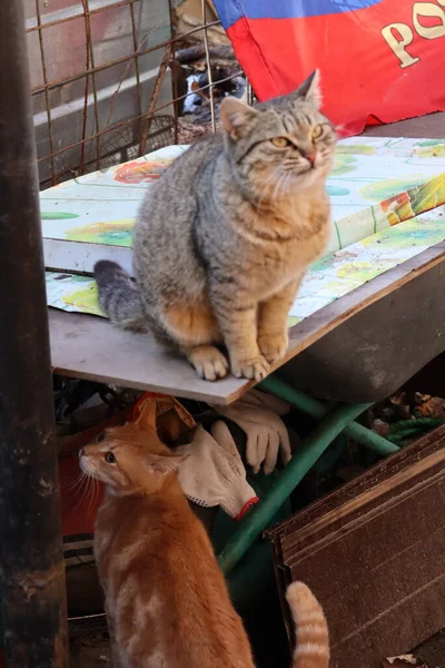 Δύο Γάτες Παίζουν Στον Κήπο — Φωτογραφία Αρχείου