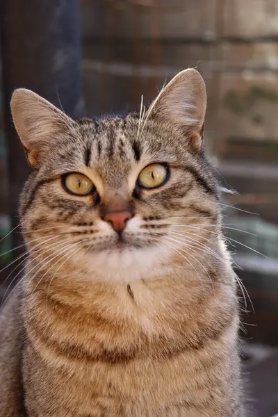 Deux Chats Jouent Dans Jardin — Photo